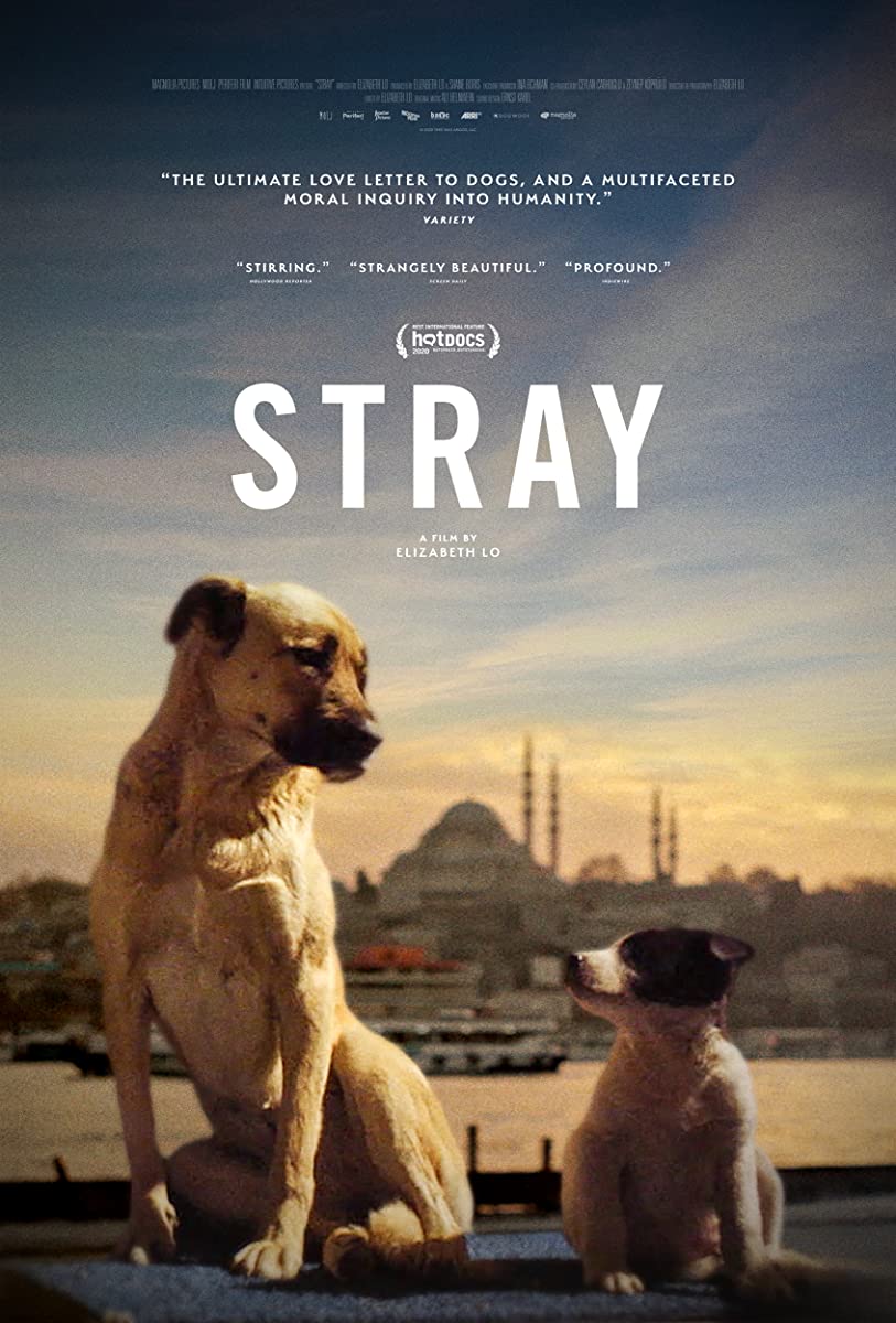 فيلم Stray 2020 مترجم اون لاين